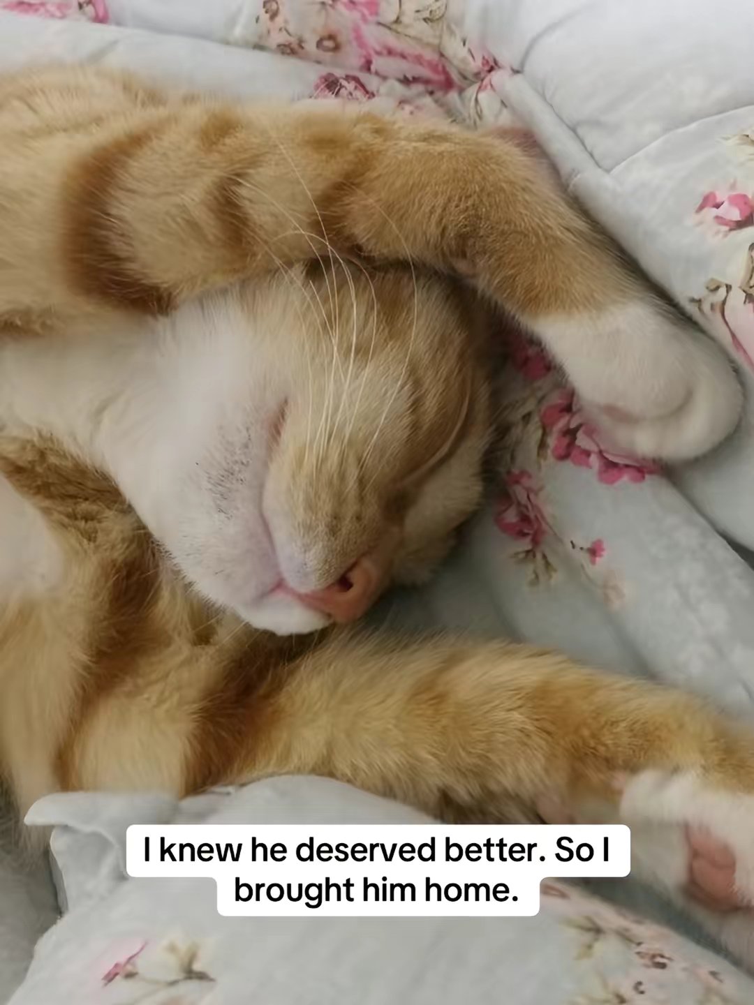 Cat Allergen Neutralizing Spray by @furballdiaries3 slide 3