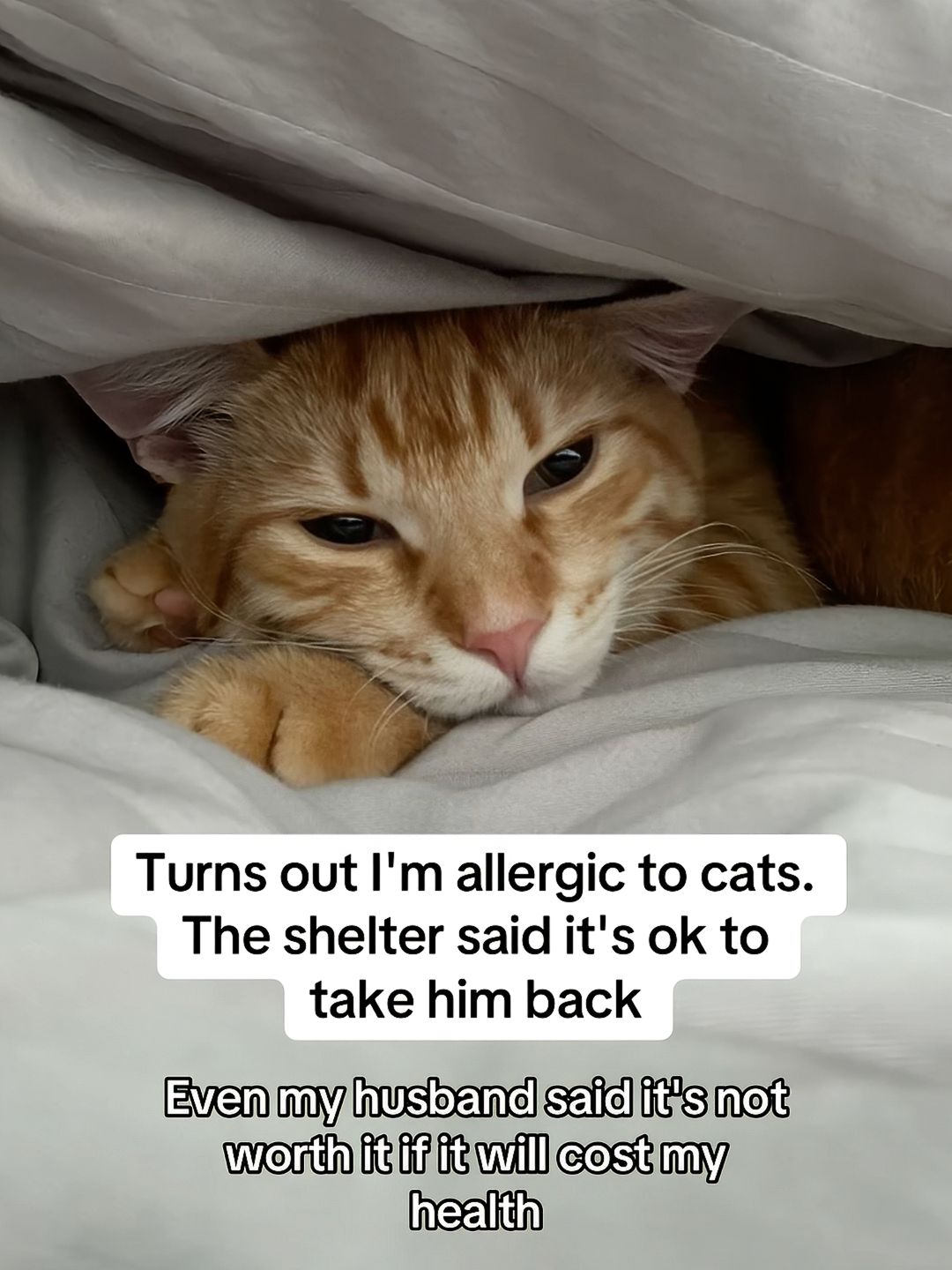 Cat Allergen Neutralizing Spray by @furballdiaries3 slide 5