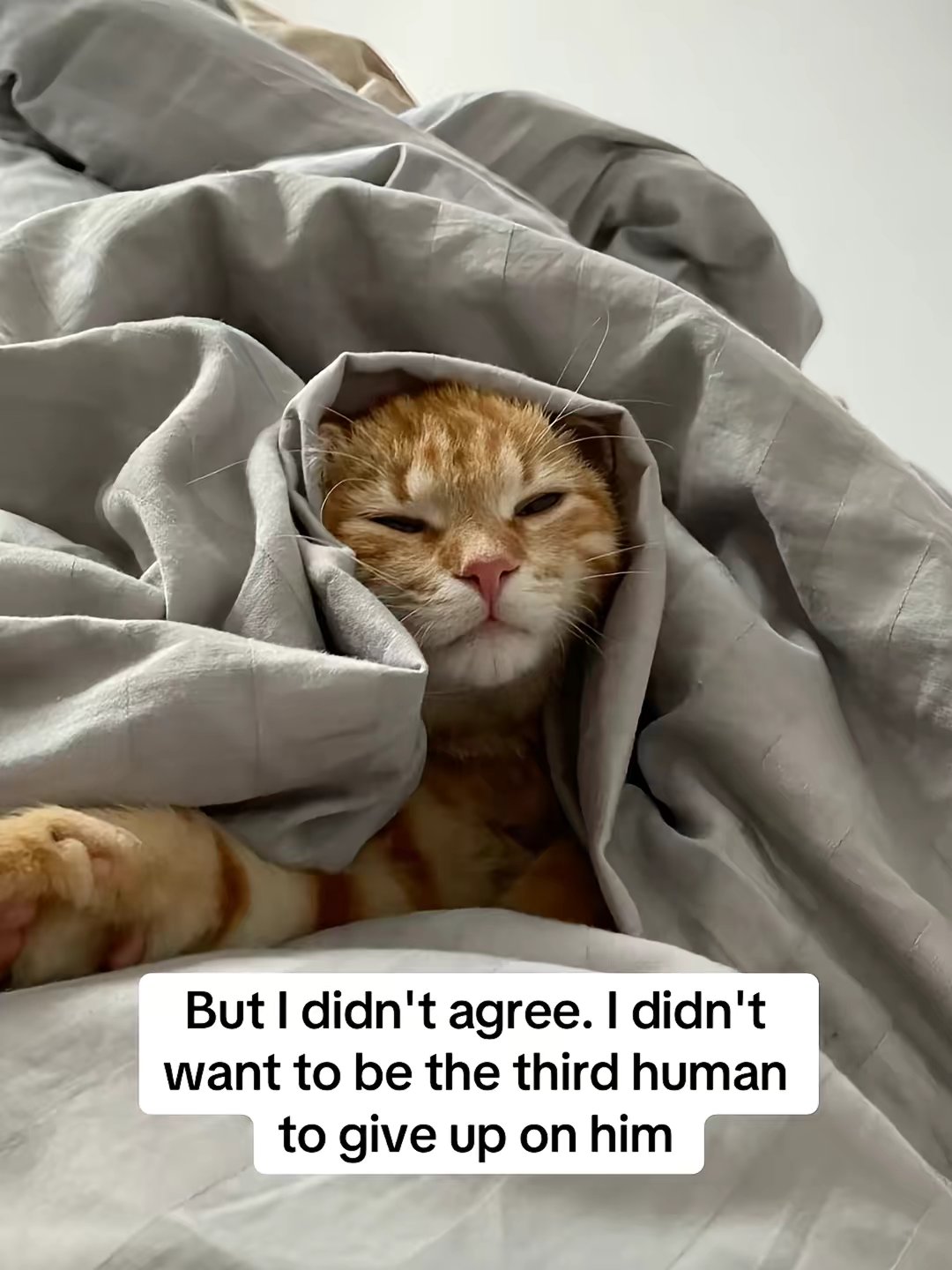 Cat Allergen Neutralizing Spray by @furballdiaries3 slide 6