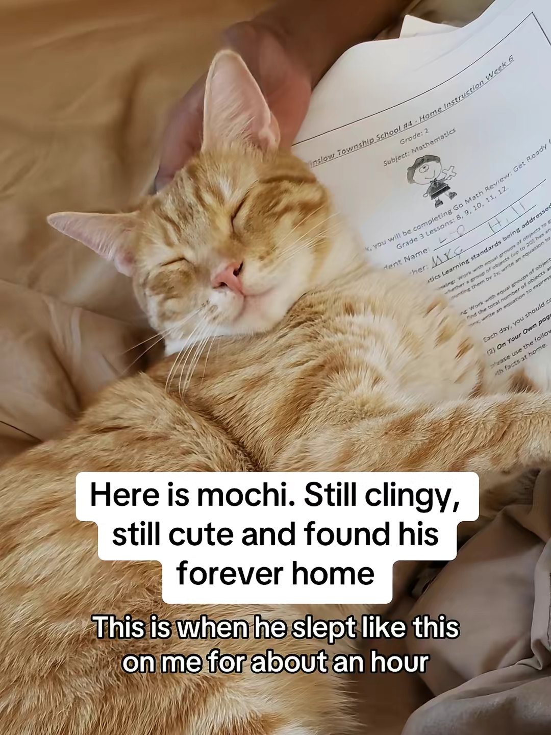 Cat Allergen Neutralizing Spray by @furballdiaries3 slide 9